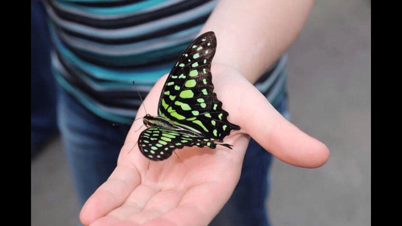 L’événement Papillons en fête enfin de retour chez Jardin Hamel!