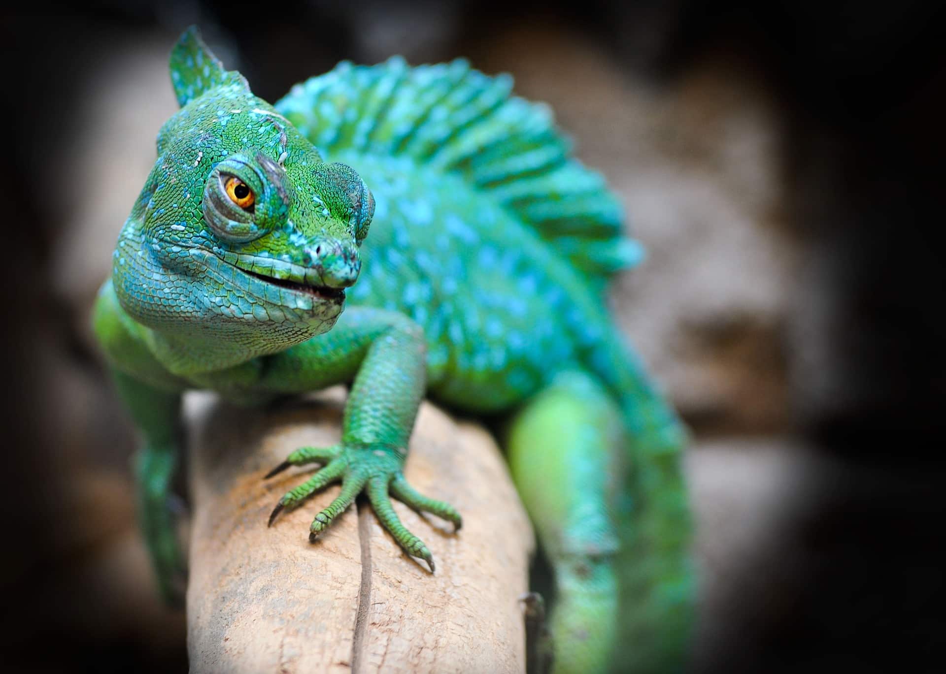 L’approche caméléon pour vos communications en 2023